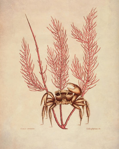 Crab (Cancer Arenarius) and Litophyton Coral - dated 1771 - Antique Reproduction - Available Framed