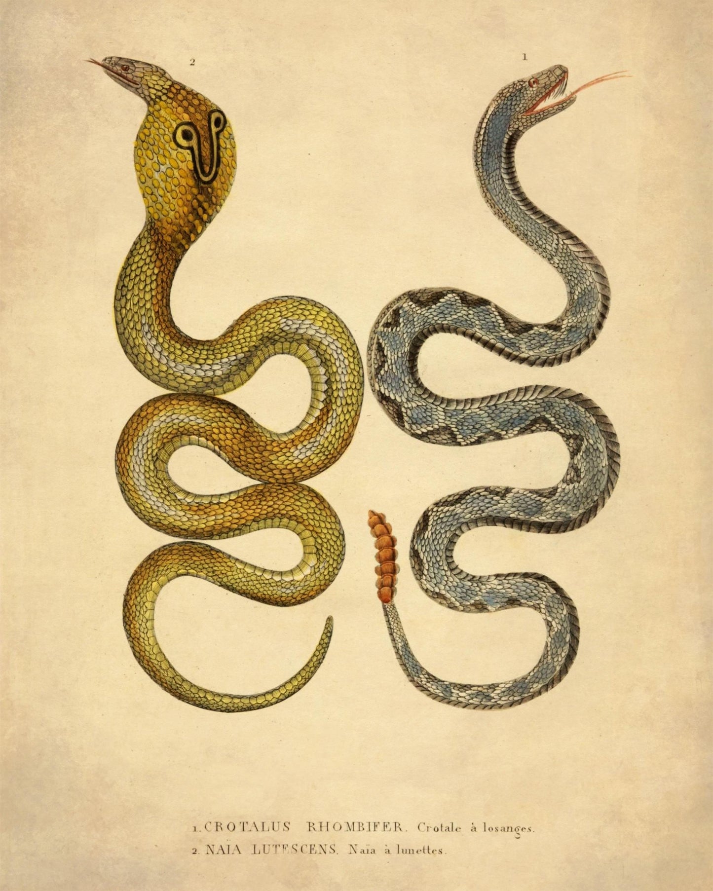 Eastern Diamondbank Rattlesnake and Naia Lutescens Cobra - dated 1853 - Antique Reproduction - Available Framed