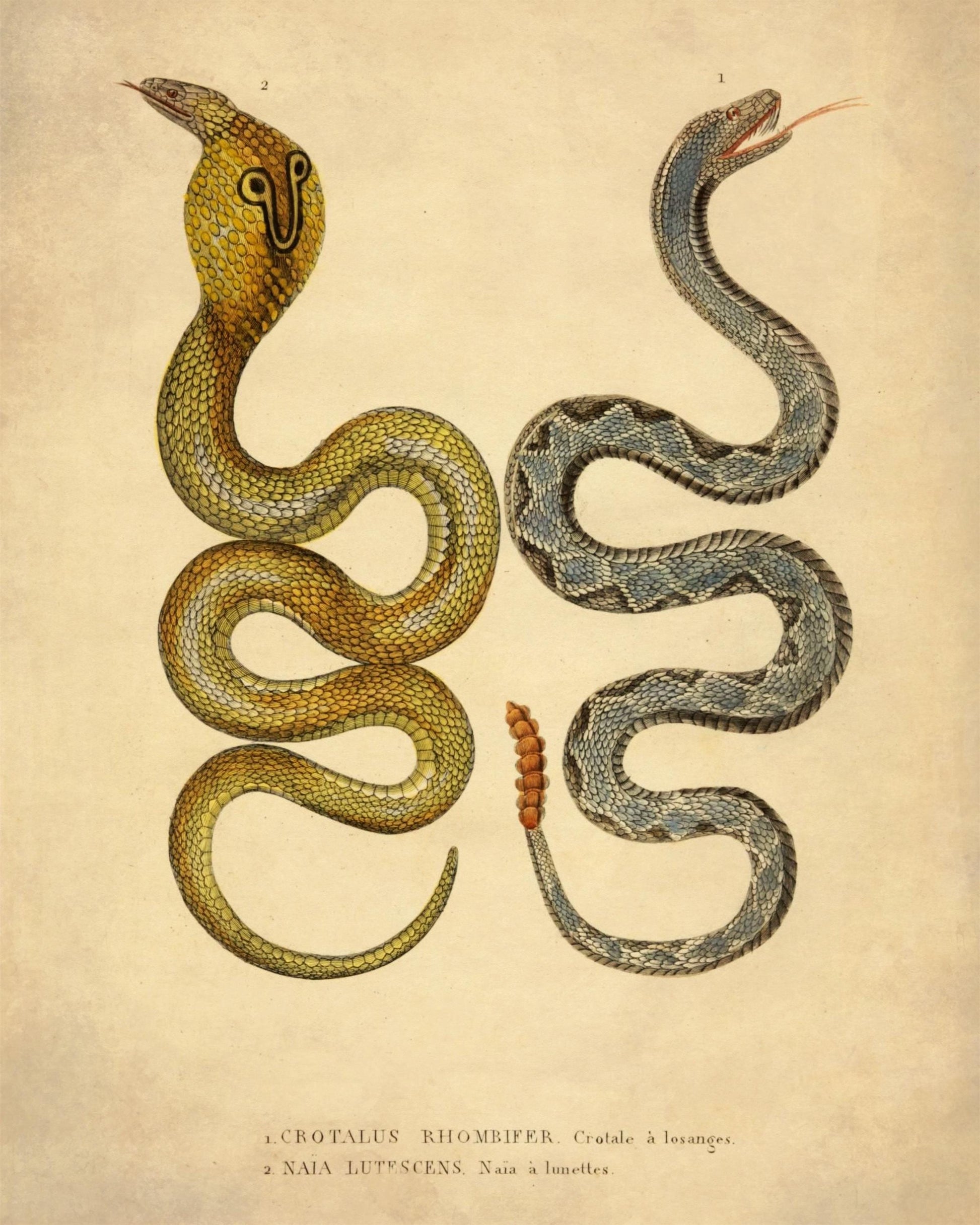 Eastern Diamondbank Rattlesnake and Naia Lutescens Cobra - dated 1853 - Antique Reproduction - Available Framed