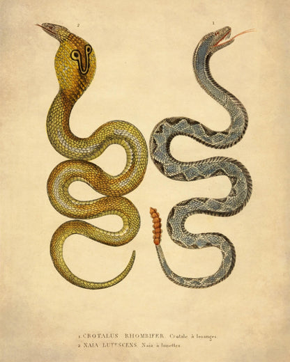 Eastern Diamondbank Rattlesnake and Naia Lutescens Cobra - dated 1853 - Antique Reproduction - Available Framed