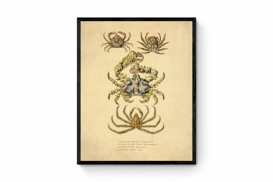 Crabs - dated 1853 - Antique Reproduction - Available Framed