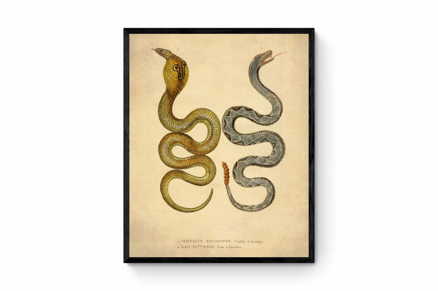 Eastern Diamondbank Rattlesnake and Naia Lutescens Cobra - dated 1853 - Antique Reproduction - Available Framed