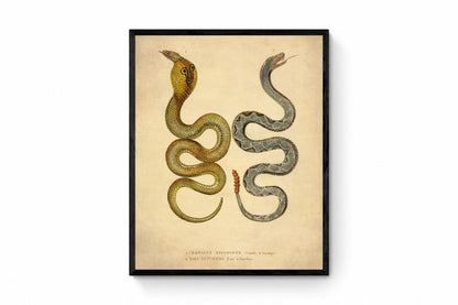Eastern Diamondbank Rattlesnake and Naia Lutescens Cobra - dated 1853 - Antique Reproduction - Available Framed