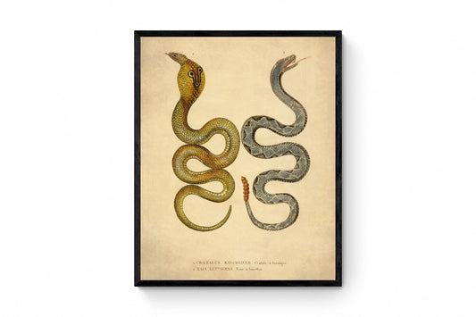 Eastern Diamondbank Rattlesnake and Naia Lutescens Cobra - dated 1853 - Antique Reproduction - Available Framed