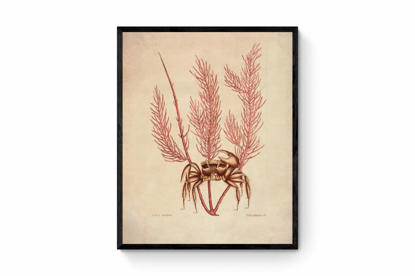 Crab (Cancer Arenarius) and Litophyton Coral - dated 1771 - Antique Reproduction - Available Framed