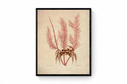 Crab (Cancer Arenarius) and Litophyton Coral - dated 1771 - Antique Reproduction - Available Framed