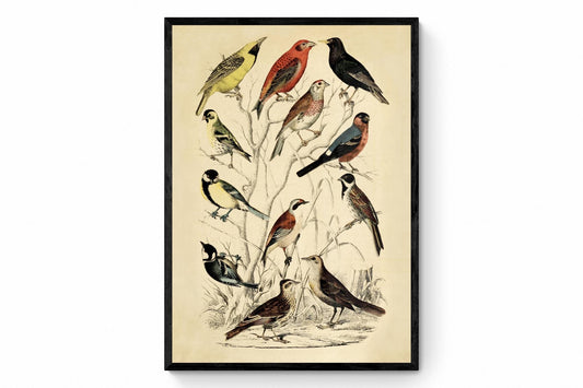 Bird Art - dated 1850 - Antique Reproduction - Available Framed