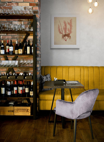 Crab (Cancer Arenarius) and Litophyton Coral - dated 1771 - Antique Reproduction - Available Framed