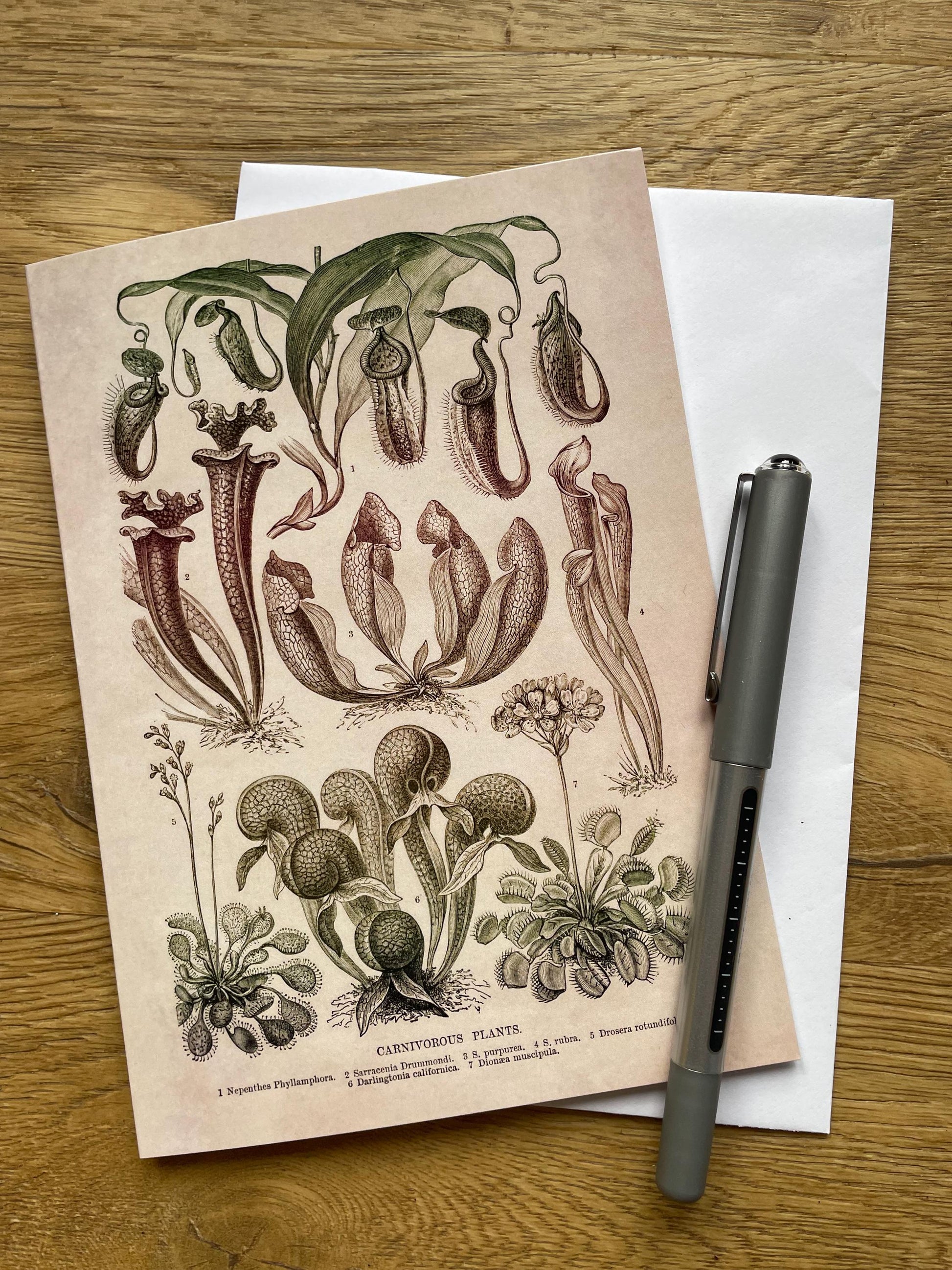 Carnivorous Plants Antique 5x7 inch Greeting Card - Antique Reproduction - FREE SHIPPING