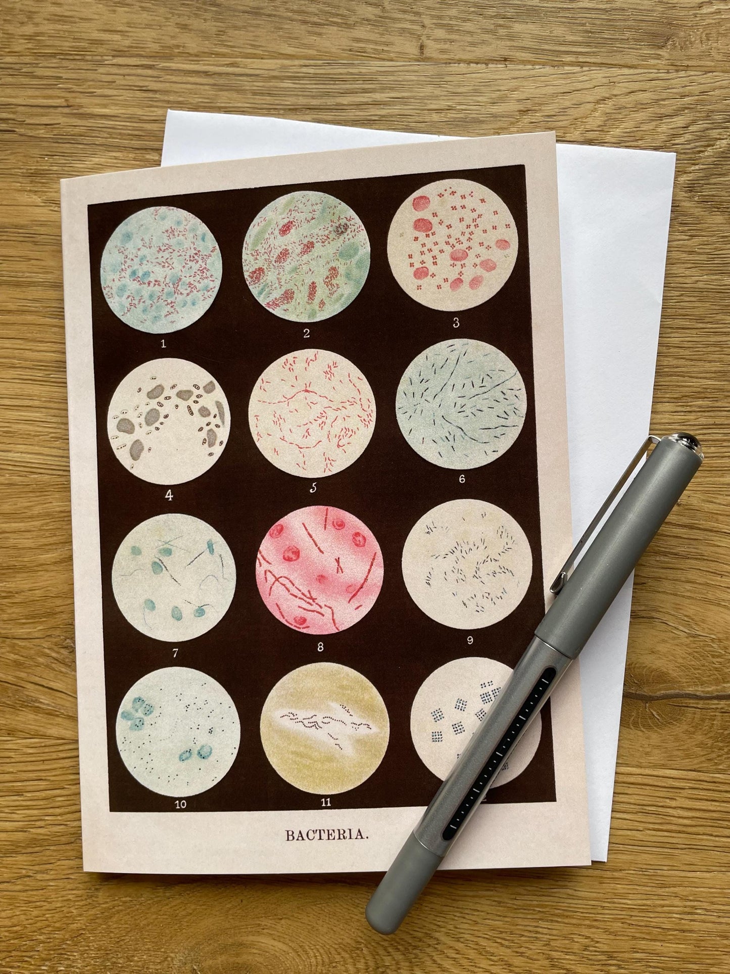Bacteria Antique 5x7 inch Greeting Card - Antique Reproduction - FREE SHIPPING