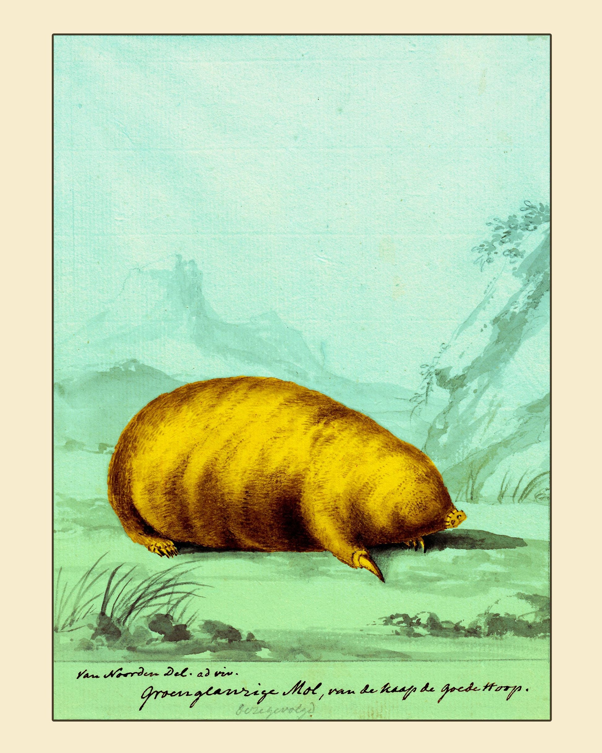 Cape Golden Mole (Chrysochloris asiatica) Antique Print - dated c.1631 - Cornelius Van Noorde - Antique Reproduction - Available Framed