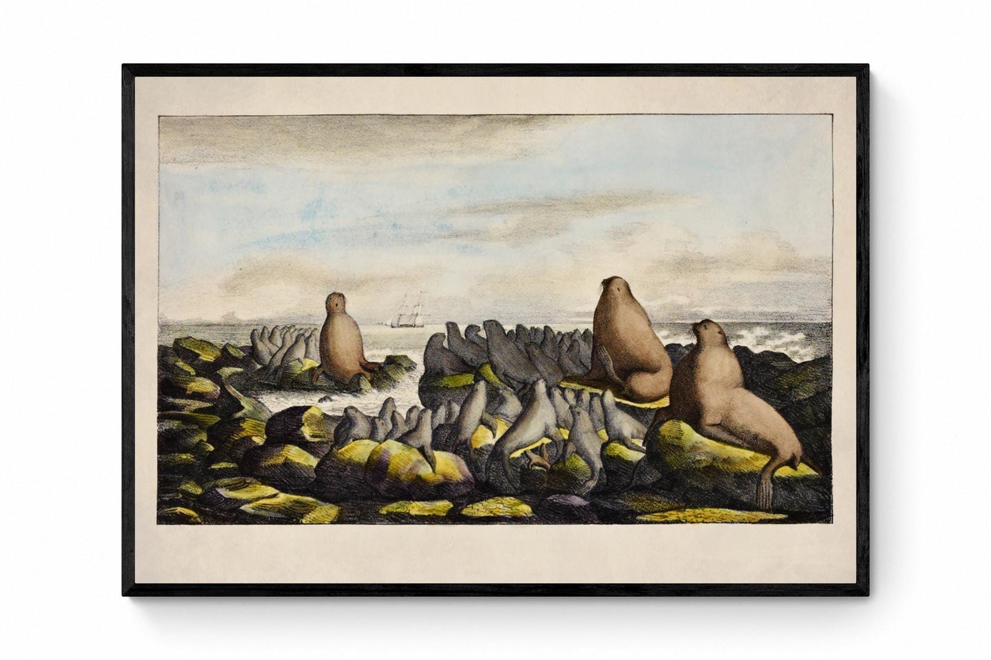 Sea Lions on Saint George Island Antique Print - dated 1822 - Antique Reproduction - Available Framed