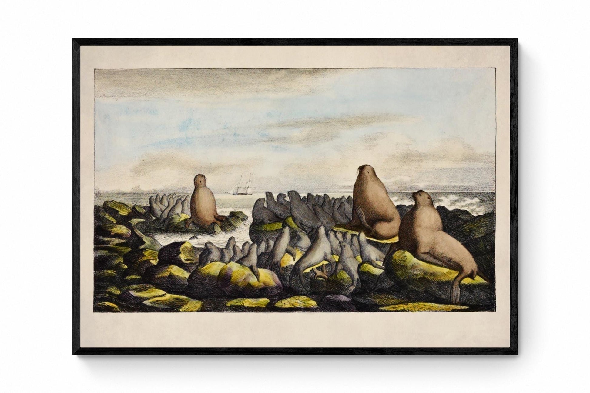 Sea Lions on Saint George Island Antique Print - dated 1822 - Antique Reproduction - Available Framed