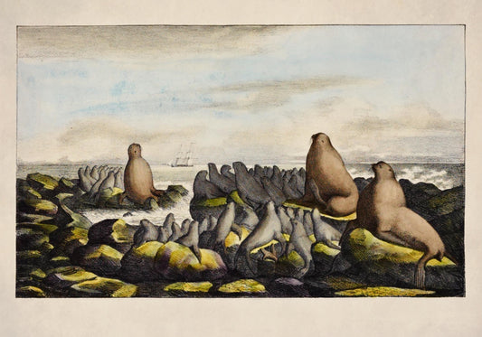 Sea Lions on Saint George Island Antique Print - dated 1822 - Antique Reproduction - Available Framed