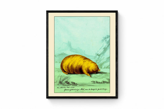 Cape Golden Mole (Chrysochloris asiatica) Antique Print - dated c.1631 - Cornelius Van Noorde - Antique Reproduction - Available Framed