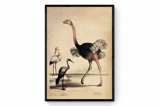 Ostrich, Stork and Crane with biblical verses Print