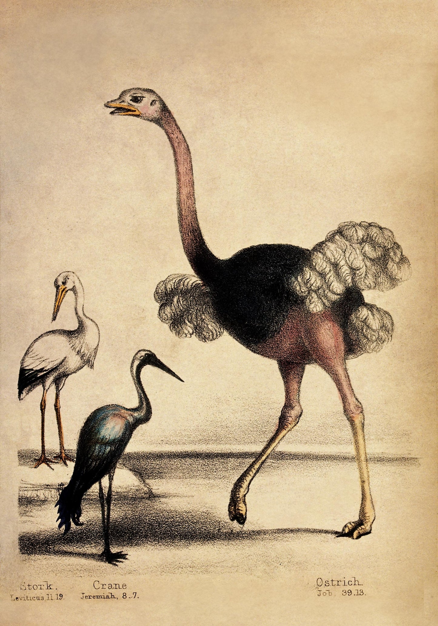 Ostrich, Stork and Crane with biblical verses Print