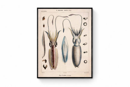 Sepia bertheloti, the African cuttlefish print dated 1845