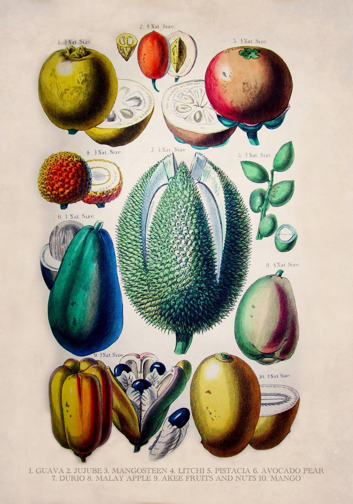 Fruits and Nuts dated 1874