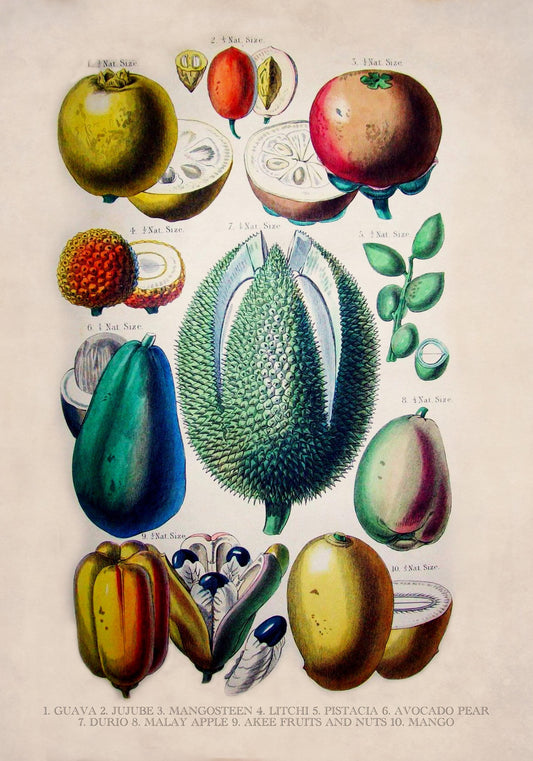 Fruits and Nuts dated 1874