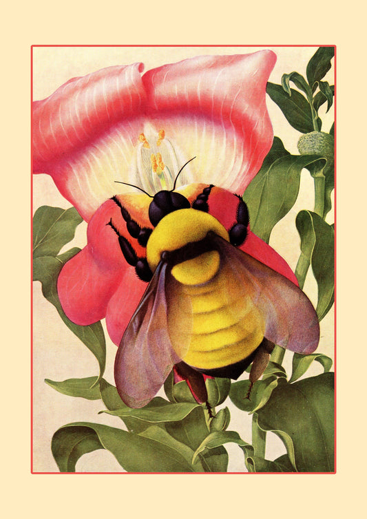 Bumblebee on Snapdragon