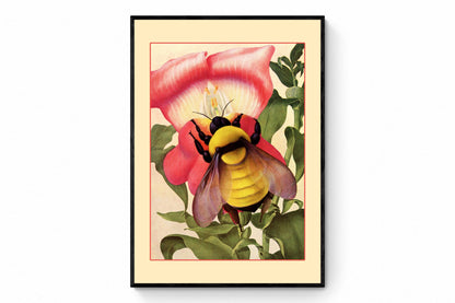 Bumblebee on Snapdragon