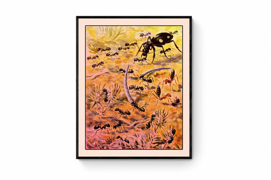 Ants