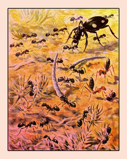 Ants