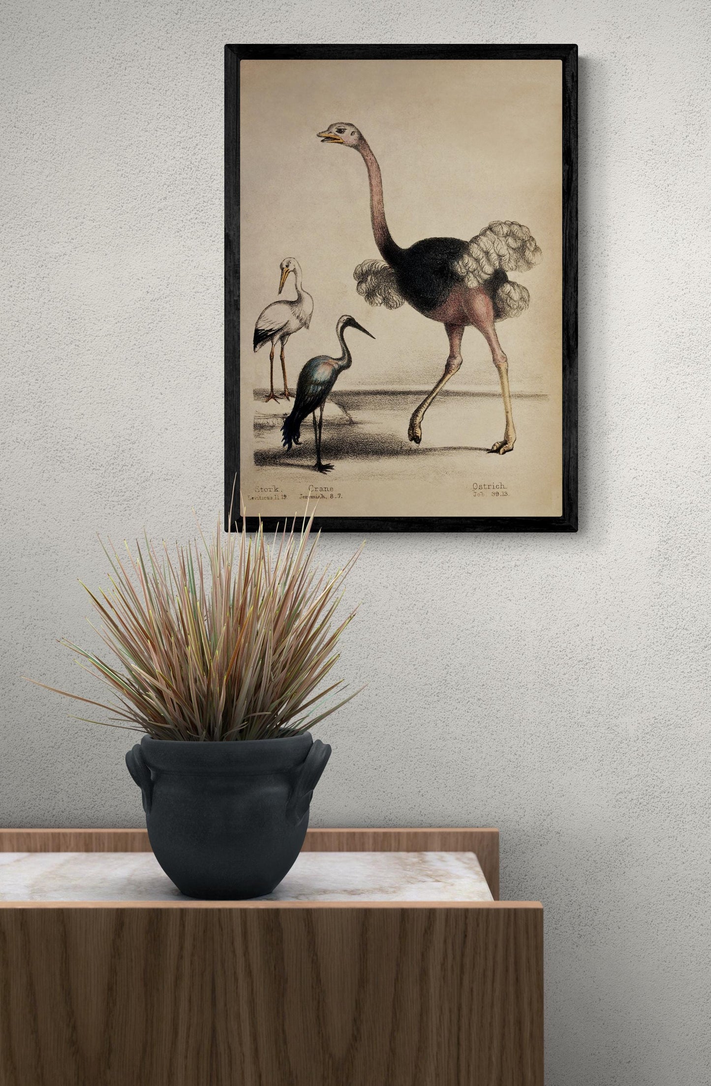 Ostrich, Stork and Crane with biblical verses Print