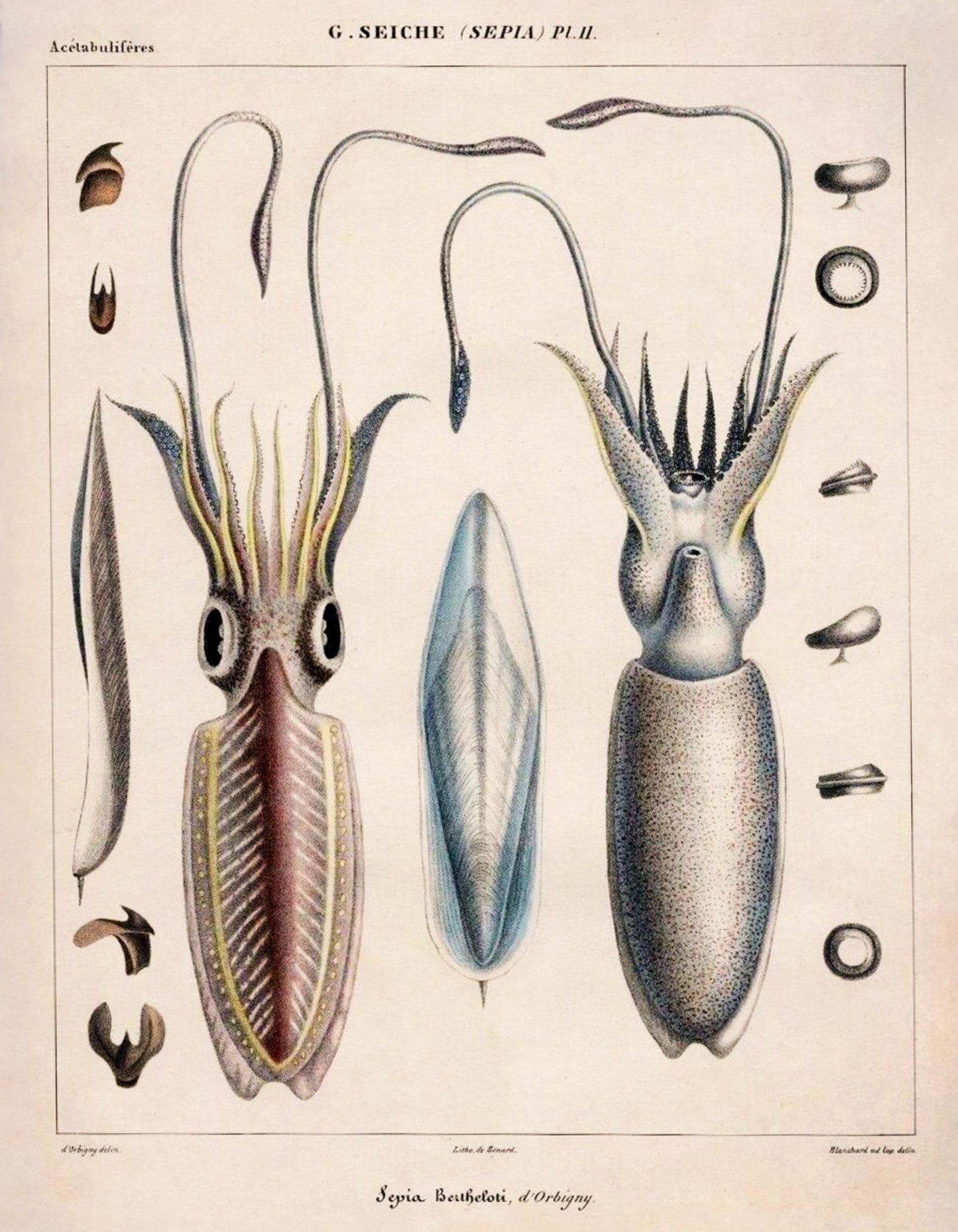 Sepia bertheloti, the African cuttlefish print dated 1845