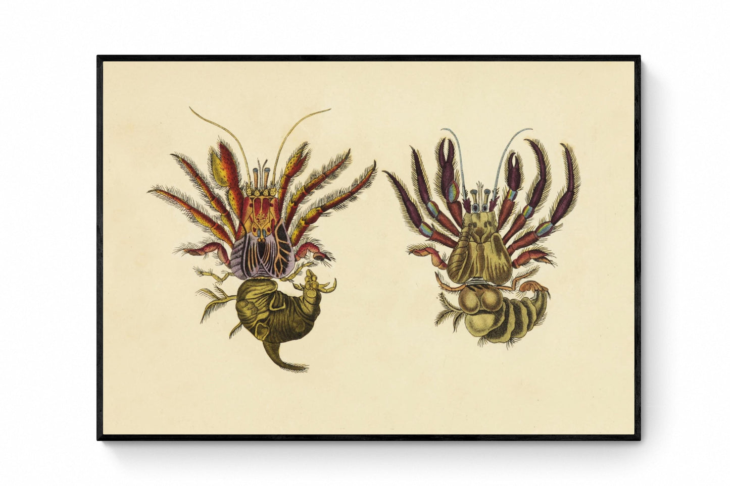Bloody Hermit Crab and Spotted Hermit Crab Print dated 1837