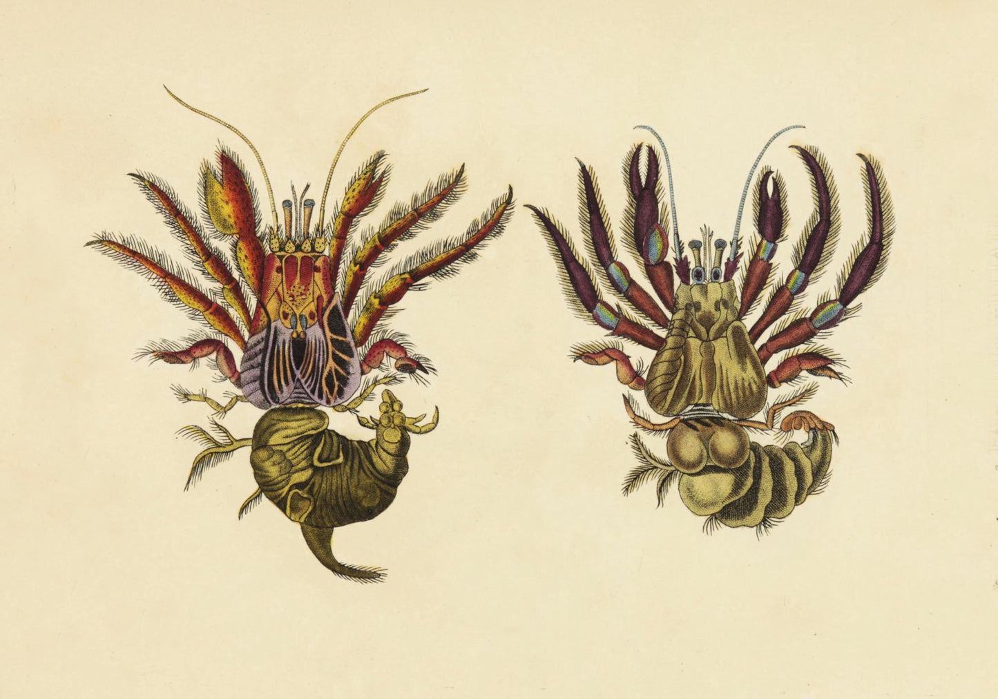 Bloody Hermit Crab and Spotted Hermit Crab Print dated 1837