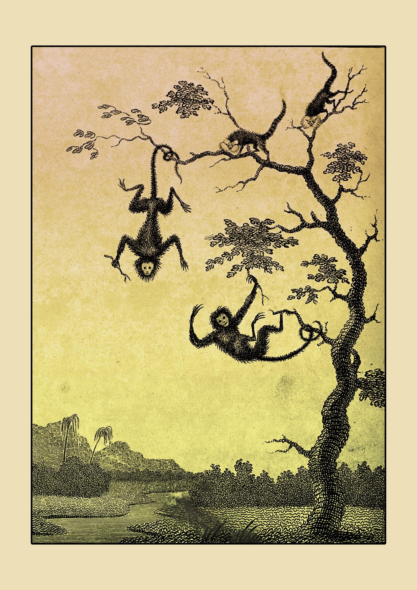 Luato and Saccawinkee monkeys in a tree