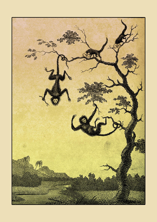 Luato and Saccawinkee monkeys in a tree