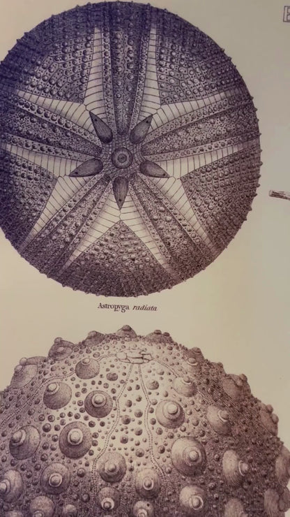 Sea Urchins Print