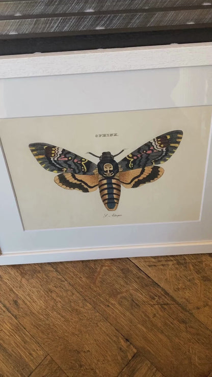 Death's Head Hawkmoth Print