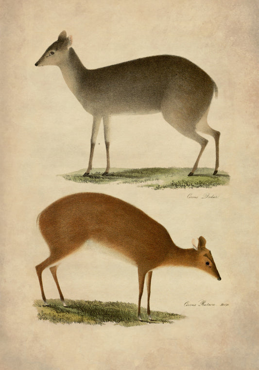 Deer Print – antique art print from Ninska Designs