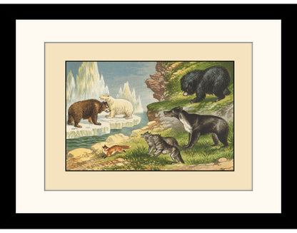 Grizzly Bear, Polar Bear, Fox, Wolf, Sloth Bear, Malayan Sun Bear