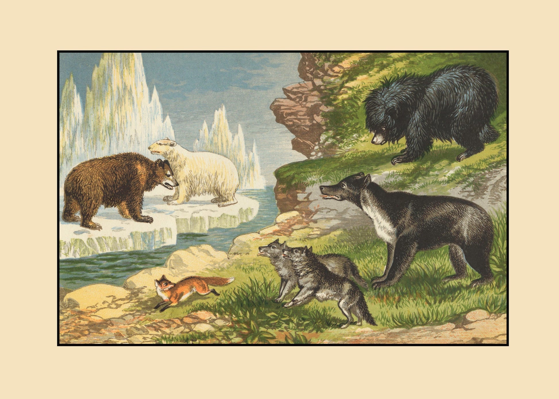 Grizzly Bear, Polar Bear, Fox, Wolf, Sloth Bear, Malayan Sun Bear – antique art print from Ninska Designs