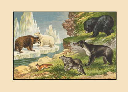 Grizzly Bear, Polar Bear, Fox, Wolf, Sloth Bear, Malayan Sun Bear – antique art print from Ninska Designs