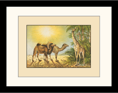 Camel, Dromedary, Giraffe Print
