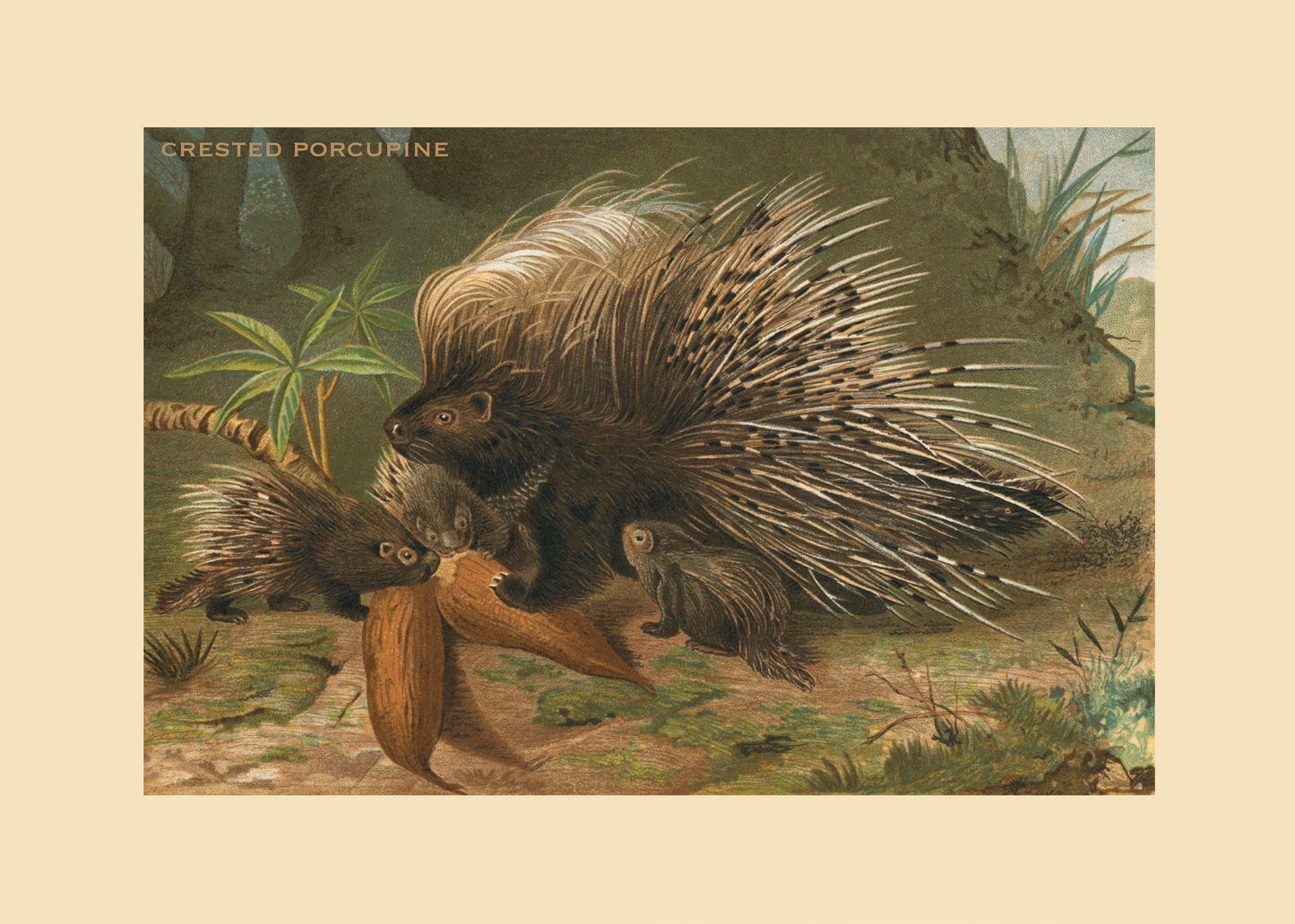 Crested Porcupine Print – antique art print from Ninska Designs