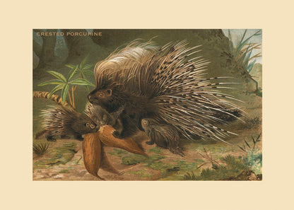 Crested Porcupine Print – antique art print from Ninska Designs