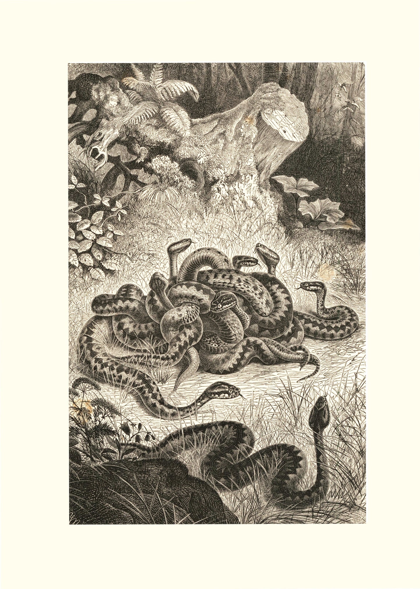 Nest of Vipers Print – antique art print from Ninska Designs
