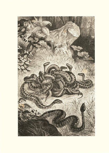 Nest of Vipers Print – antique art print from Ninska Designs