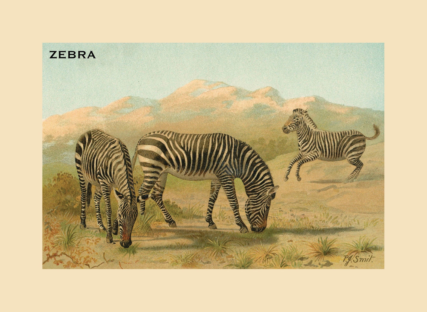 Zebra Print – antique art print from Ninska Designs