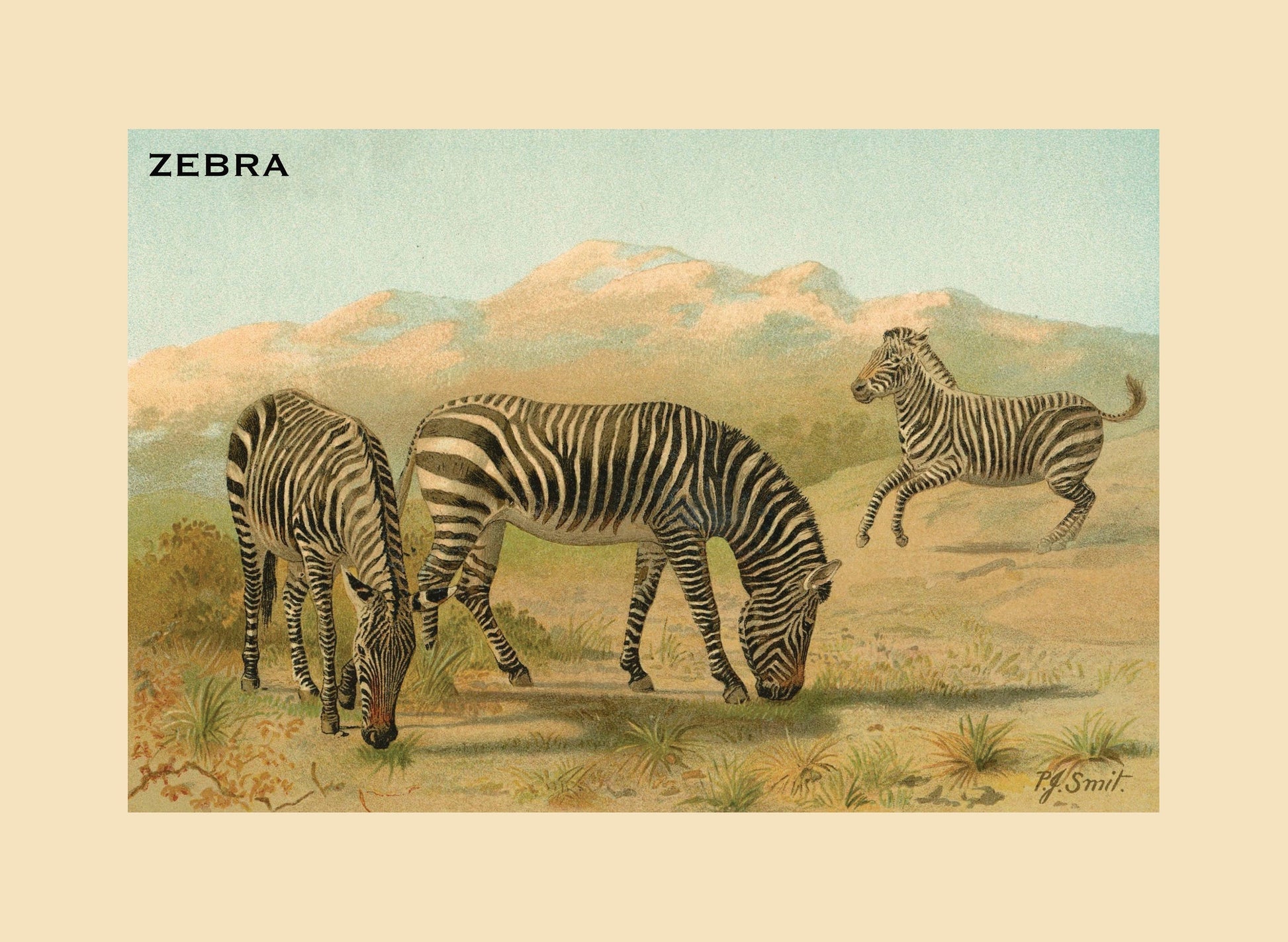 Zebra Print – antique art print from Ninska Designs