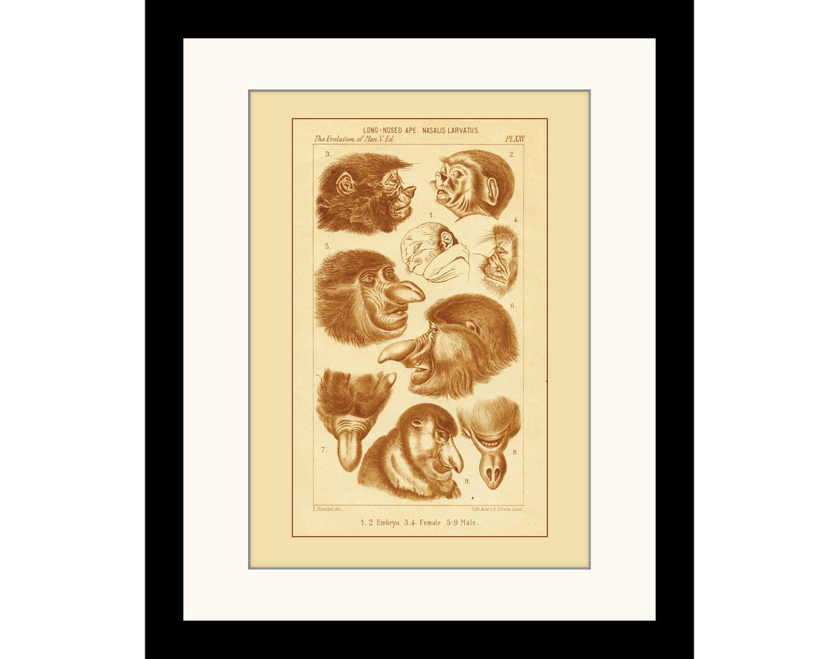 Proboscis Monkey Print