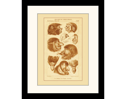 Proboscis Monkey Print