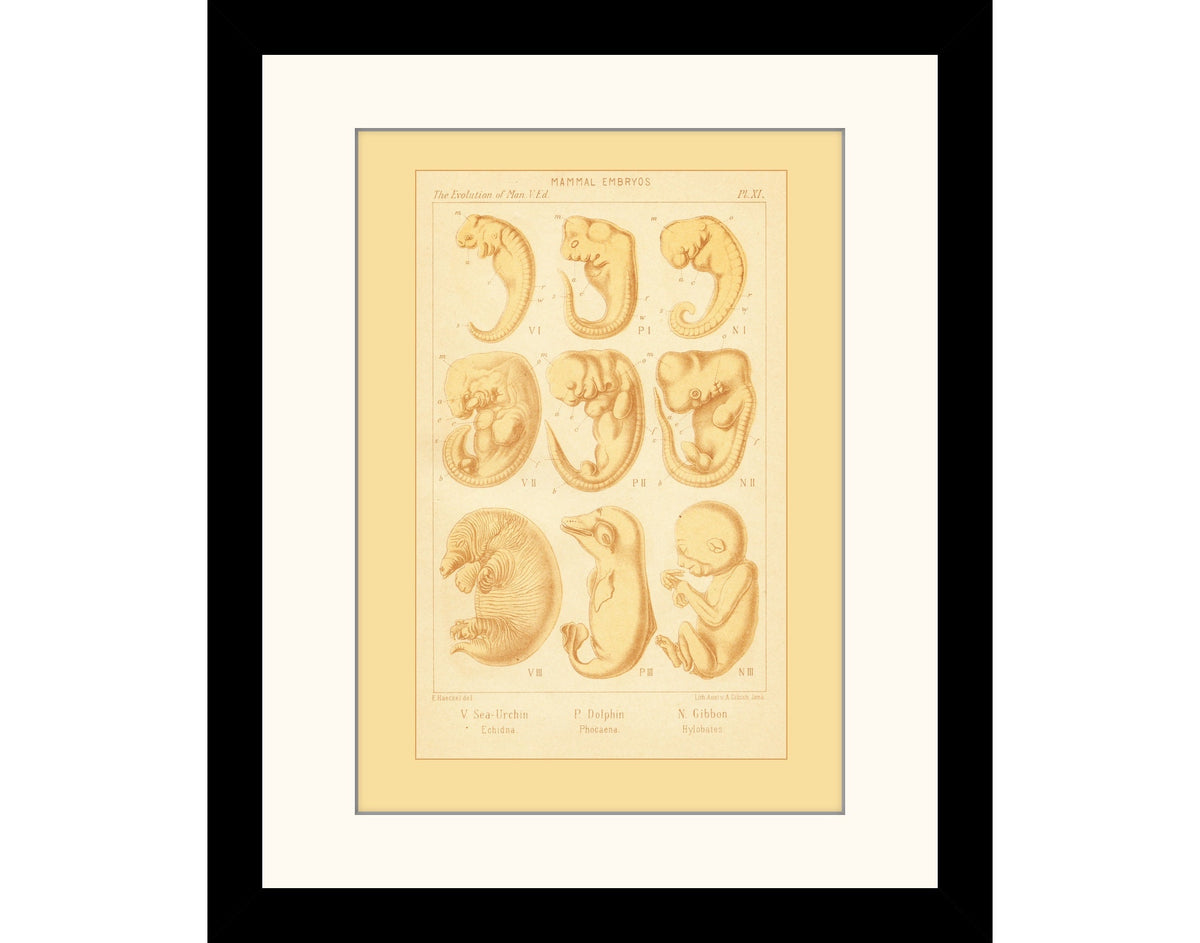 Mammal Embryos Print
